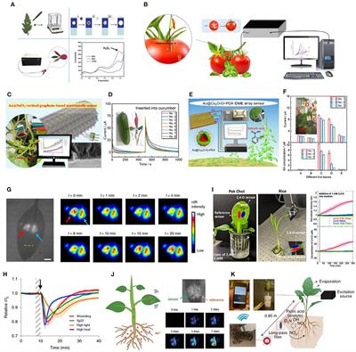 Non-destructive Technologies for Plant Health Diagnosis